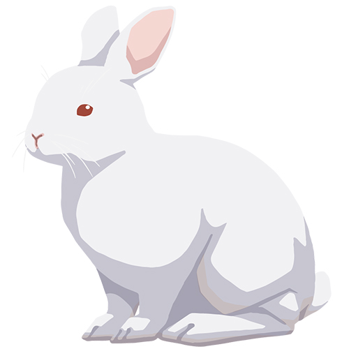 ウサギ_よもやま話vol9