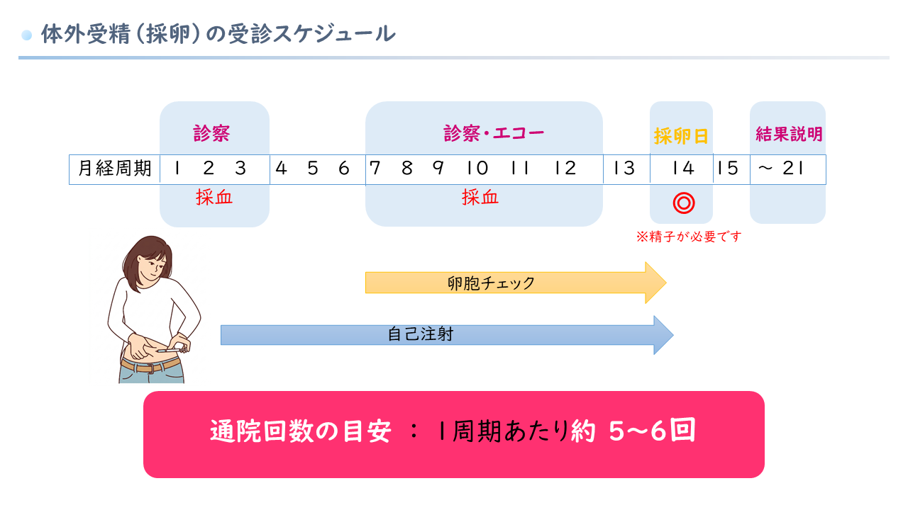 採卵スケジュール